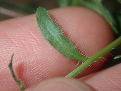 Wahlenbergia queenslandica