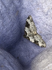 Xanthorhoe fluctuata