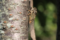 Cryptotympana atrata