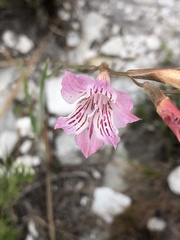 Gladiolus hirsutus