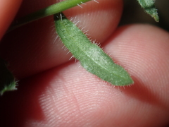 Wahlenbergia queenslandica