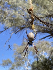 Trichonephila edulis