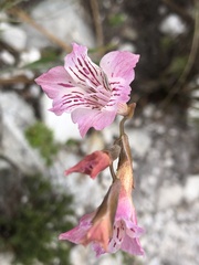 Gladiolus hirsutus