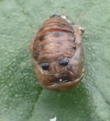Harmonia axyridis