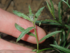 Wahlenbergia queenslandica