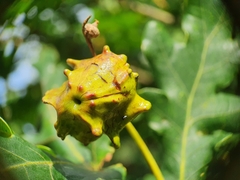 Andricus quercuscalicis