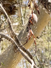 Trichonephila edulis