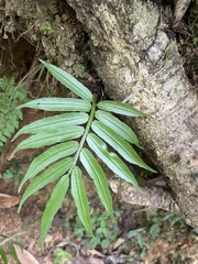 Angiopteris lygodiifolia