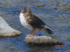 Aix galericulata