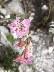 Gladiolus hirsutus