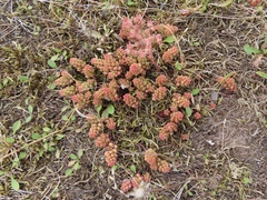 Sedum album