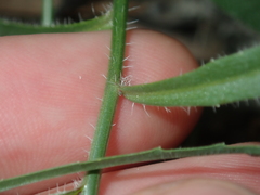 Wahlenbergia queenslandica