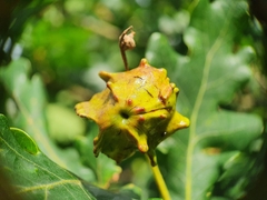 Andricus quercuscalicis