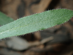 Wahlenbergia queenslandica
