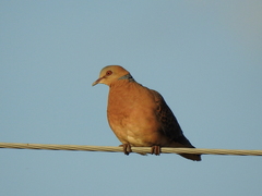 Streptopelia orientalis