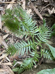 Angiopteris lygodiifolia