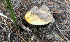 Amanita xanthocephala