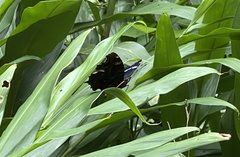 Kaniska canace