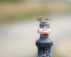 Ammodramus savannarum