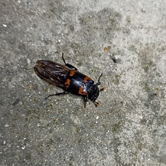 Nicrophorus nepalensis