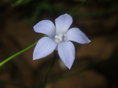 Wahlenbergia queenslandica