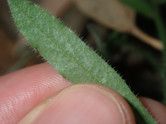 Wahlenbergia queenslandica