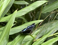 Kaniska canace