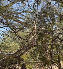 Trichonephila edulis