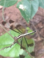 Neurothemis tullia