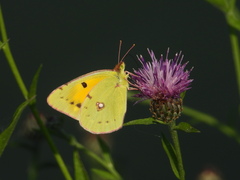 Colias croceus