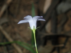 Wahlenbergia queenslandica