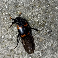 Nicrophorus nepalensis