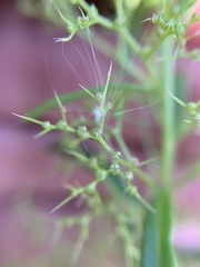 Teloxys aristata