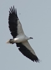 Haliaeetus leucogaster