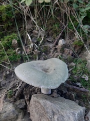 Russula virescens