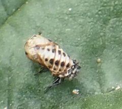 Harmonia quadripunctata