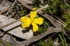 Hibbertia exutiacies