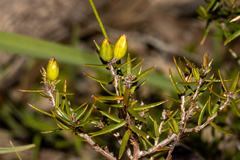 Hibbertia exutiacies