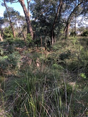 Xanthorrhoea minor lutea