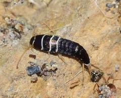 Lepisma baeticum