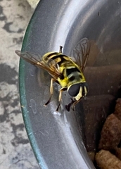 Myathropa florea