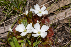 Drosera whittakeri
