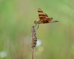 Celithemis eponina