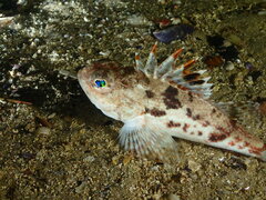 Maxillicosta scabriceps