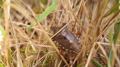 Pentatoma rufipes
