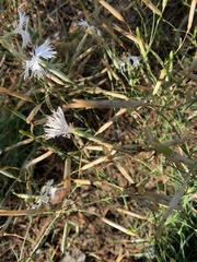 Dianthus arenarius