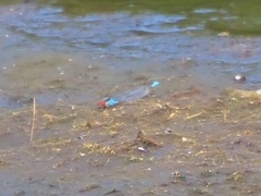 Erythromma viridulum