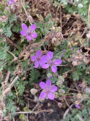Erodium cicutarium