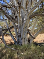 Eucalyptus camaldulensis
