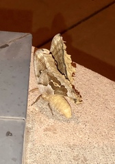 Antheraea oculea